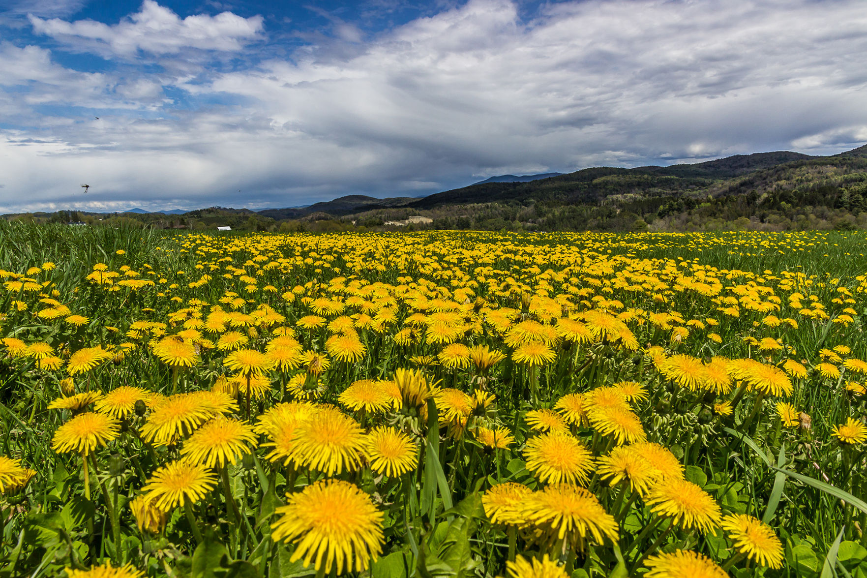 Dandelion Fields.jpg